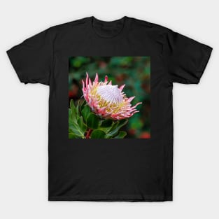 Magnificent Flowering King Protea T-Shirt